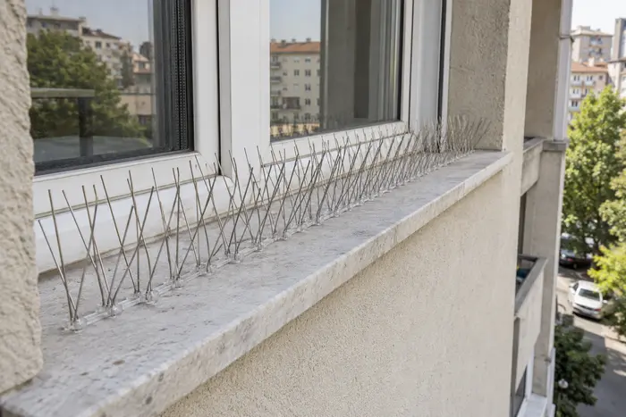 Iglice za golubove postavljene duž spoljašnjeg prozorskog simsa.