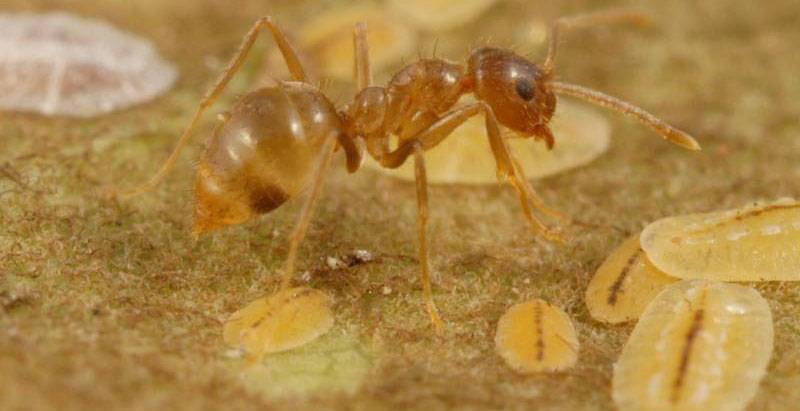 Žuti mravi